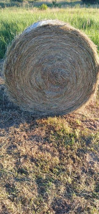 Sprzedam siano w kostkach i słomę
