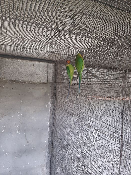 Casal de cabeça de ameixa adulto