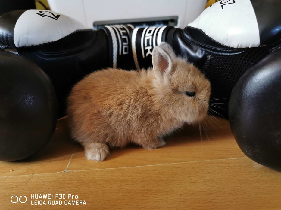 Kit de Coelhos anões mini hôlandes e mini toy