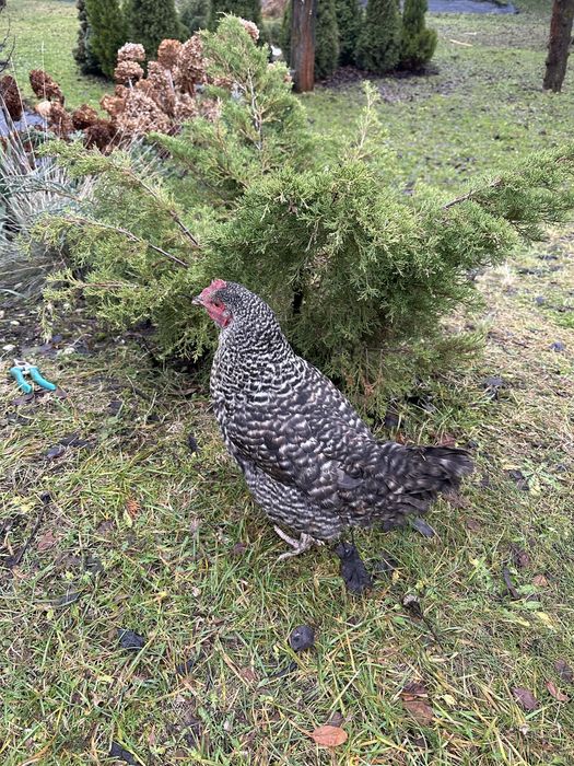 Jajka od domowych kurek