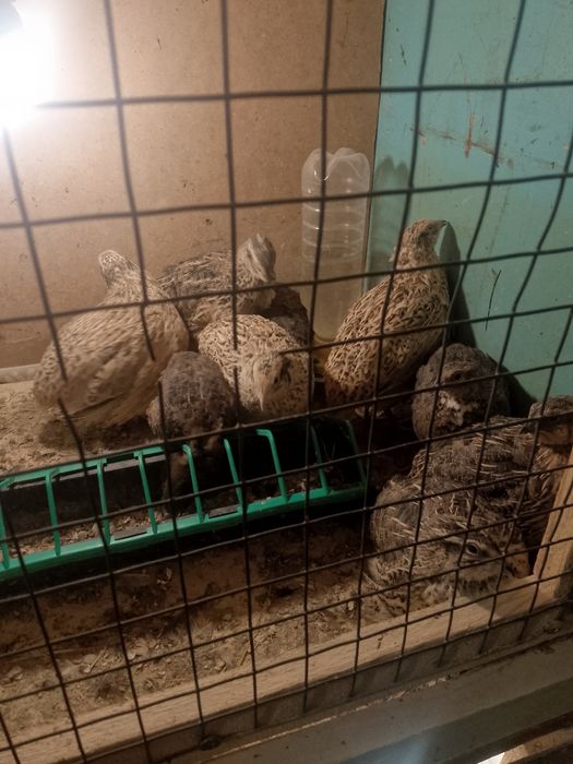 Продам домашние перепелиные яйца