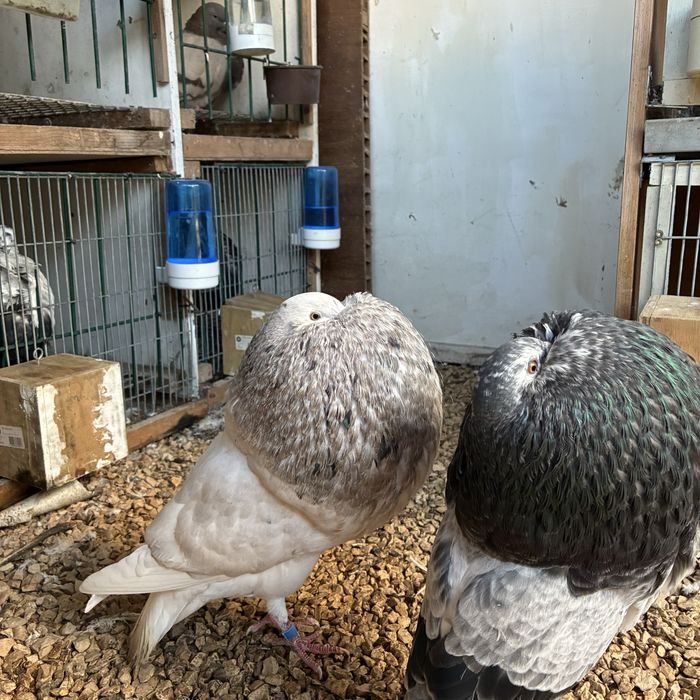 Pombos gaditanos em VNG