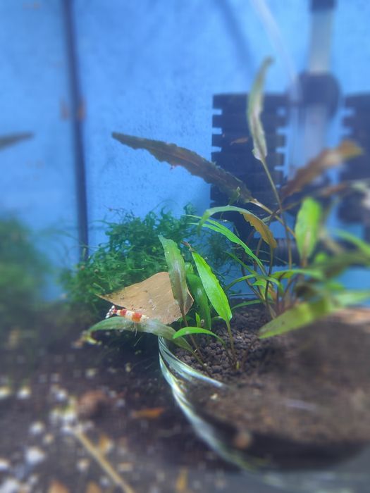 Caridinas Cristal Red e Cristal Black