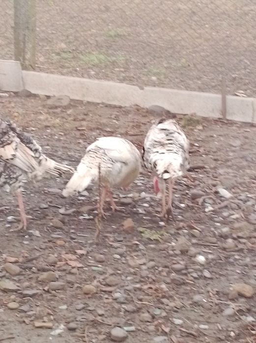 Продам молодняк індиків та пітухів.