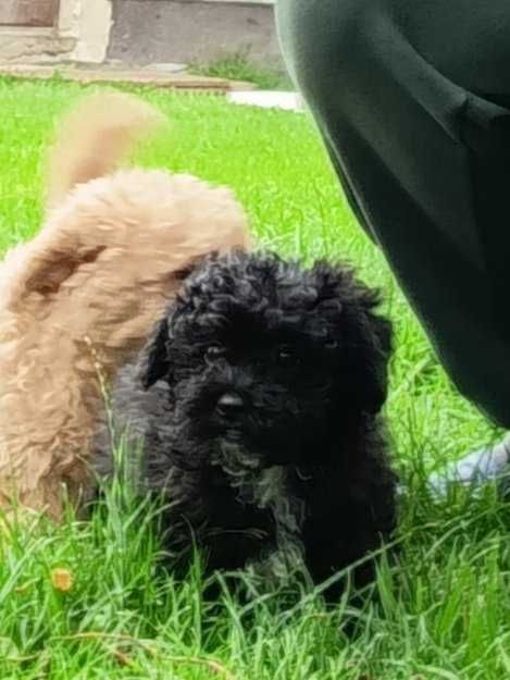 Maltipoo, cavapoo, mix, hybryda, piękna, mądra i wesoła suczka