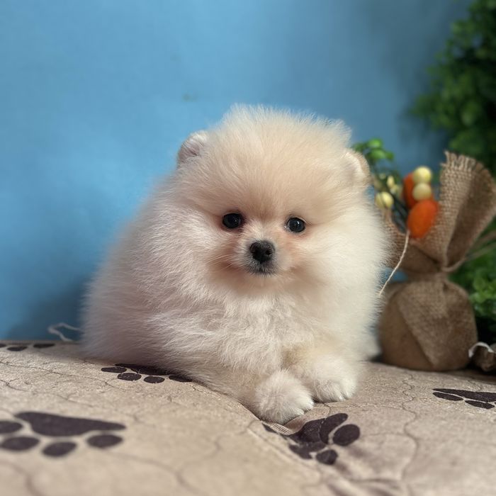 шикарний хлопчик шоу класу.