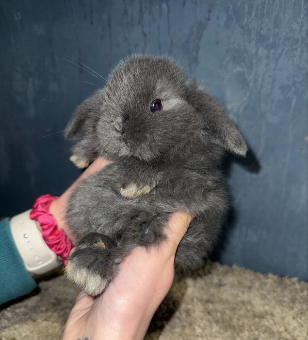 Mini Lop rasowe Króliczki Mini Lopki !