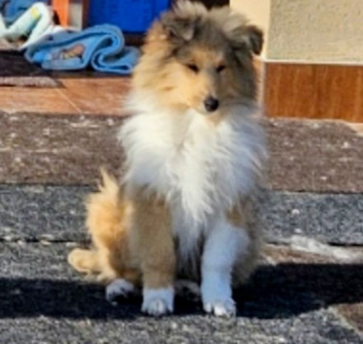 Owczarek Szkocki długowłosy szczeniak piesek