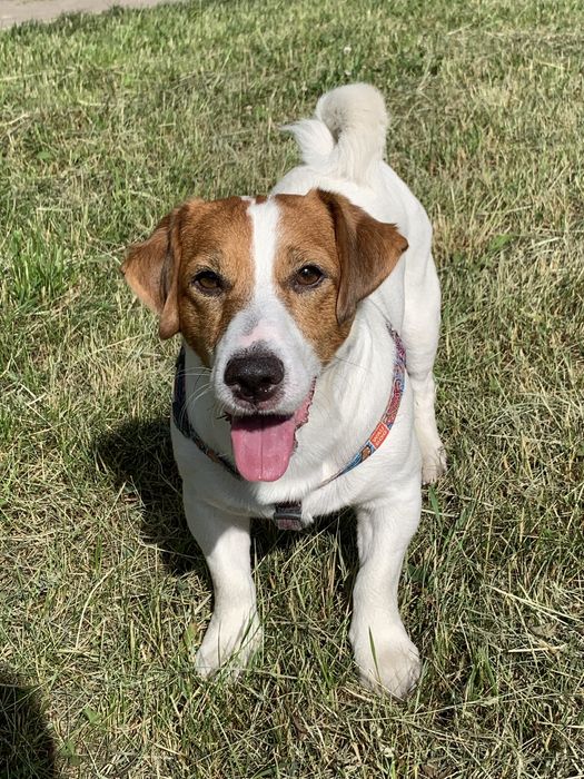 Джек рассел терьер ,вязка