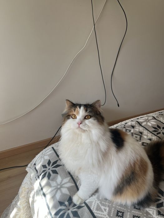 Fêmea Haighland straight/