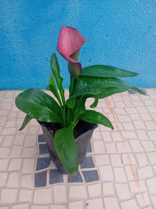 Lirio Calla Zantedeshia