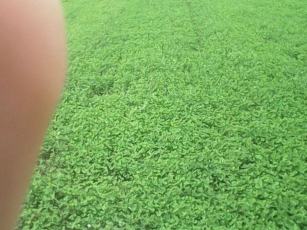 Ekologiczna koniczyn trawa lucerna tymotka lucerna,gorczyca