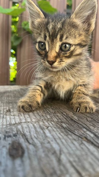 Віддам безкоштовно кошенят