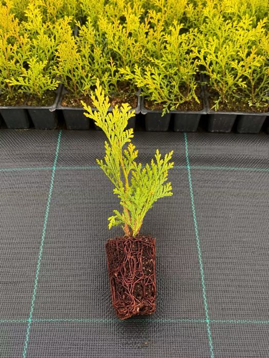 Thuja szmaragd/brabant multiplat