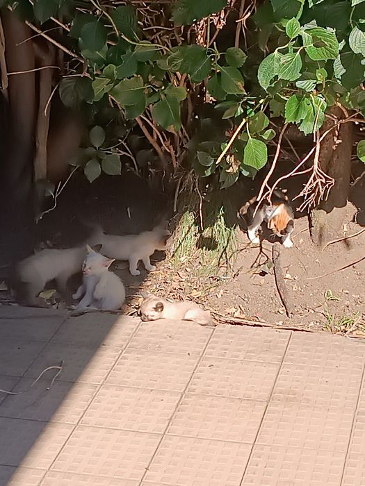 Doação de gatinhos bebés
