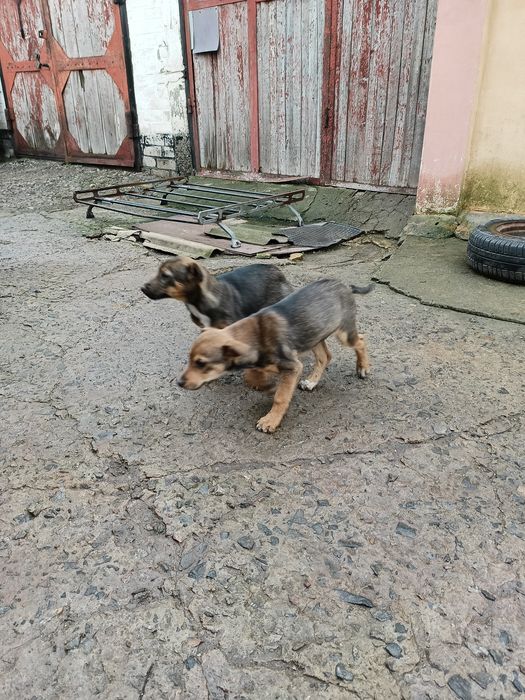 Отдам в хорошие руки