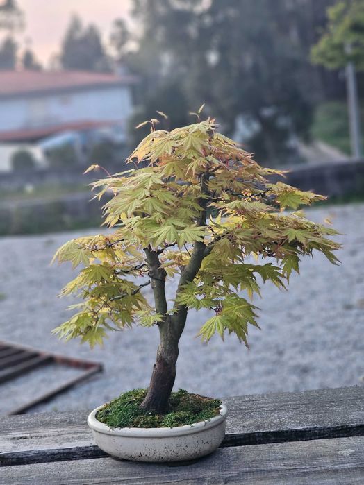 Bonsai acer orange dream