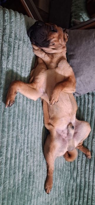 Активний кабель в пошуку нареченої