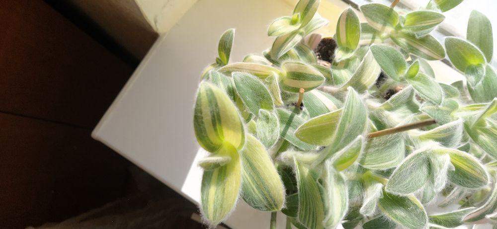 Традесканция Силламонтана