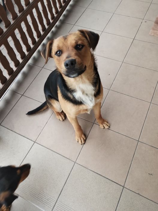 Oddam pieska za darmo