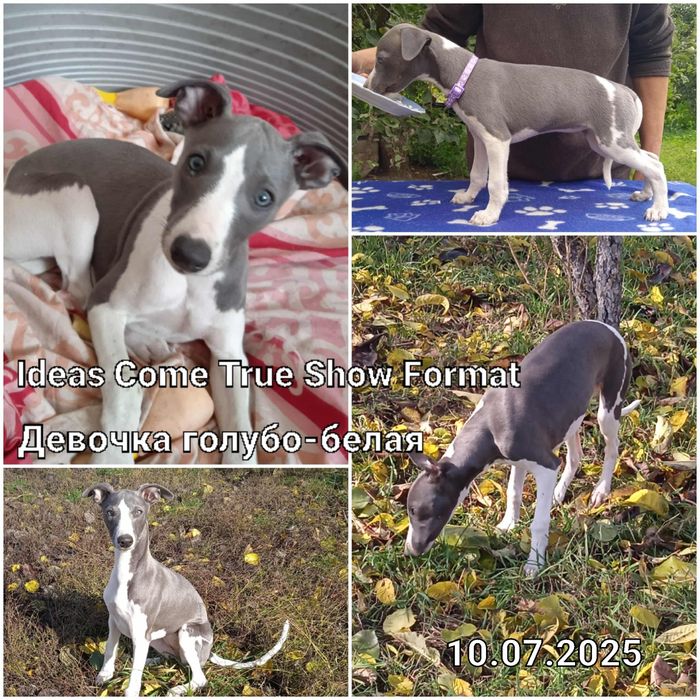 Уиппет щенки. Для души и разведения.