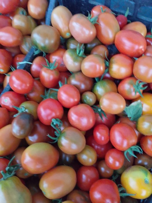 Продам помідори різних сортів для консервування.