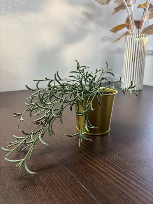 Plantas de decoração (2)