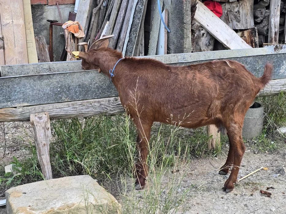 Vendo cabras adultas