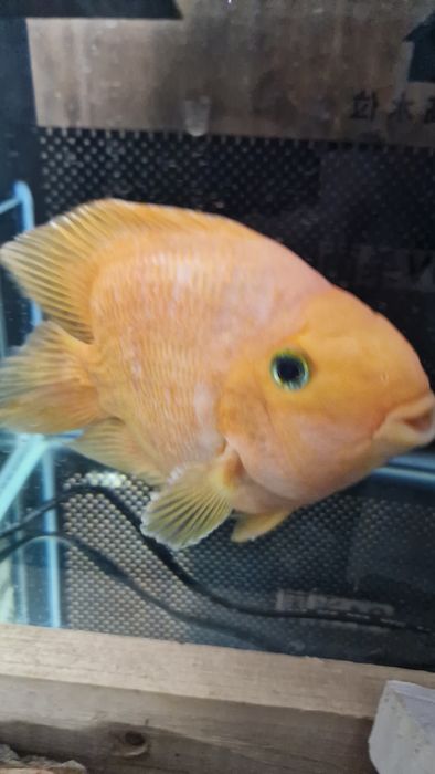 Peixe Papagaio adulto