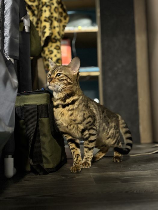 Бенгал вязка срочно бесплатно нужен мальчик