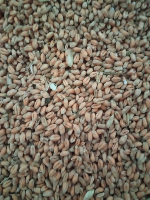 Sprzedam pszenicę i łubin