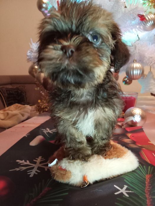 Fuks unikatowy mini shih tzu / domowa hodowla