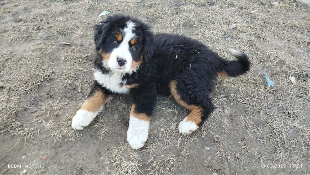 Suczka Berneński Pies pasterski COLA