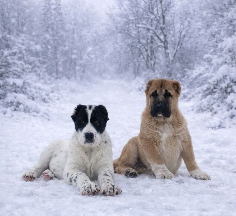 Щенки Алабая. Девочки.