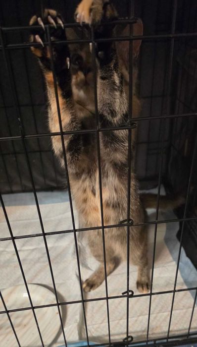 Młodziutka radosna kotka z FeLV do adopcji