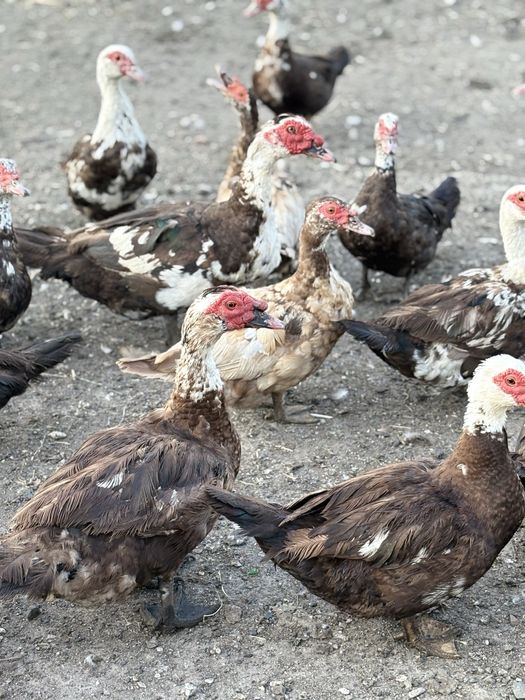 Індокачки 500 грн.