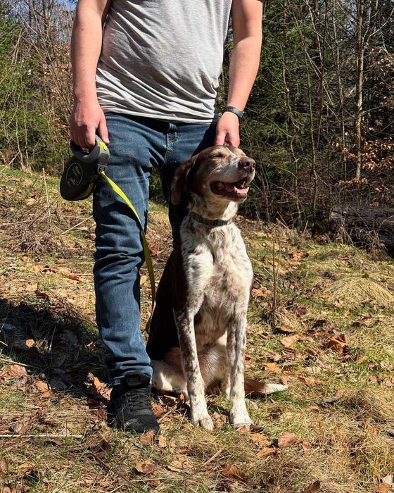 Тор, метис курцхаара, шукає дім