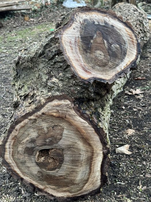 Orzech wloski na deski