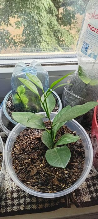 Лимон Загара, Карубару