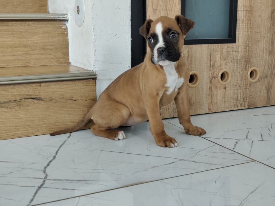 Bokser z Rodowodem gotowe do odbioru