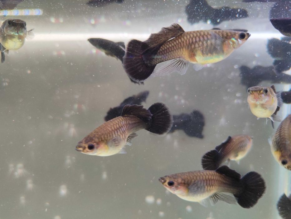 Gupik gupiki Black moscow long dorsal