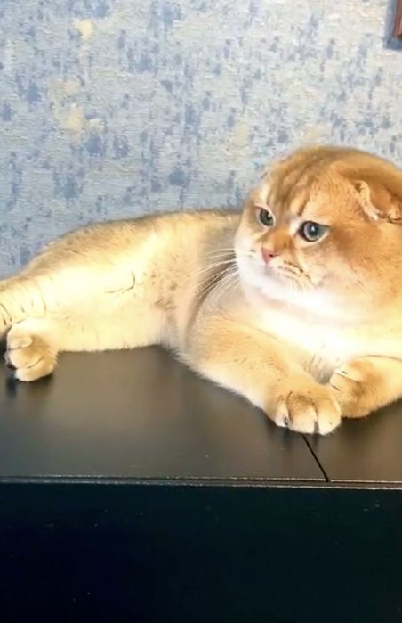 Гарний висловухий золотий котик , цікавий у розпліднення