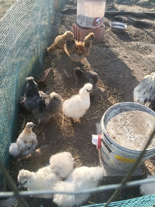 Jaja lęgowe kury silki