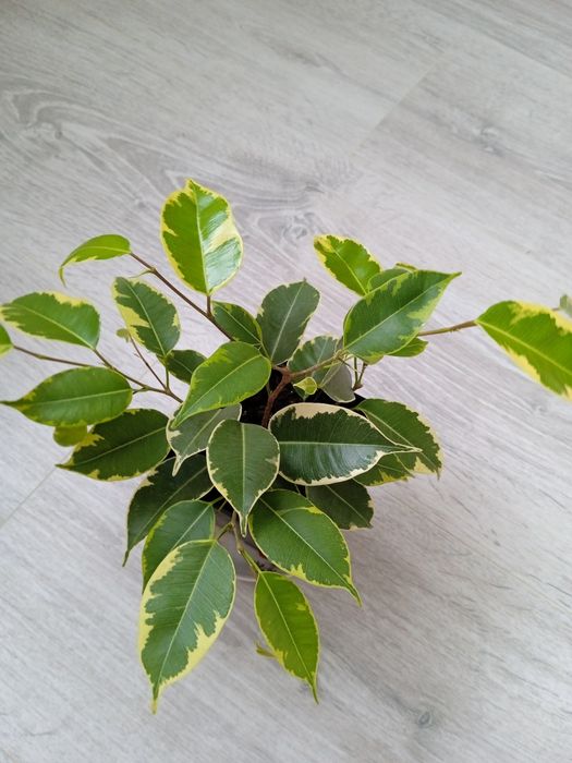 Продам фікуси Кінкі