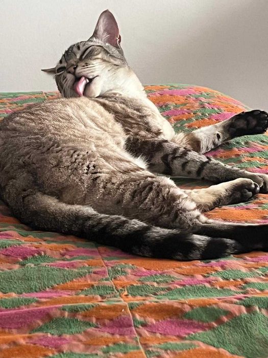 Gato para adoção - Artur