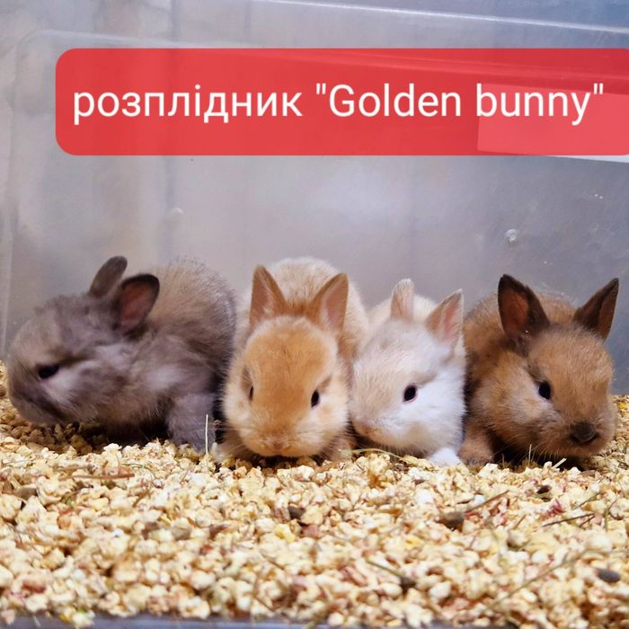 Міні кролики з документами та щепленнями!!!карликовые кролики