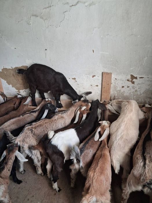 Козенята англо-нубійські