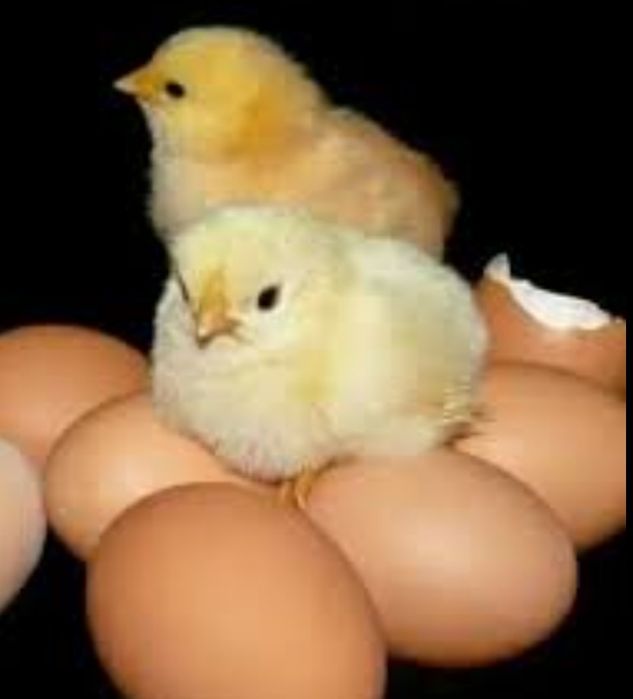 Інкубаційні яйця  КОББ 500