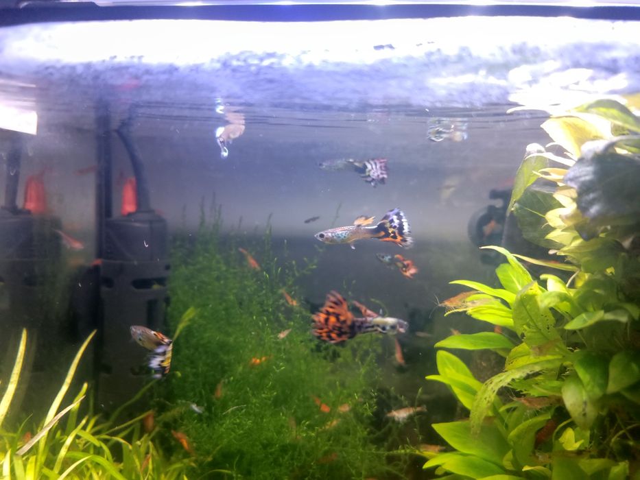 Głupiki samiczki samce