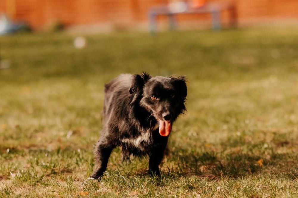 Tobi i jego wesoło merdający ogonek polecają się do adopcji :)